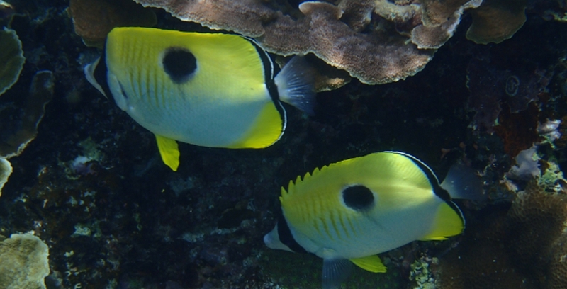 �u���[���C�g�΍�b�}�L�x���[���ґ�z���I�y�N�b�L�����z
���T�C�g